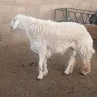 خاروف حري فحل حرش