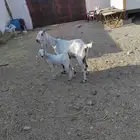 للبيع عنز هولنديه معها جفره