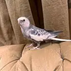 للبيع كيروان ذكر متكلم