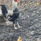 ديكه بلدي للبيع