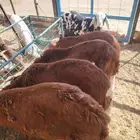 برابر وتيوس صوماليه وسواكن حمرى