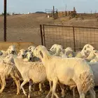 ضان حريات ولد ودفيع مراح واحد