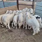 12خروف ورخل بهم ذبح كله وسمان ونظاف