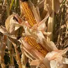 ذره شامي حب البيع بالطن