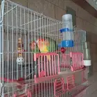 طيور روز للبيع