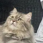 قطتين للتبني