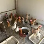 دجاج بلدي