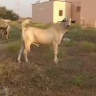 جفره وتيس بيشيه