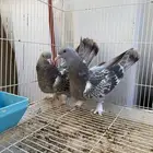 حمام تركي طبه عروقها معقده