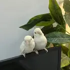 فرخين روز للبيع