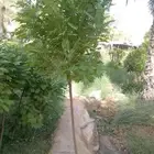 جميع الأنواع الأشجار النخيل الواشنطني والعشب الطبيعي