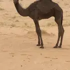 حشو طيبه اعمارها 5 شهور