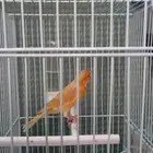 تم الحجز ذكر كناري مشمشي ستانيت شرط تغريد