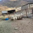 طليان حري