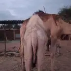قعودين على حليب امهاتها