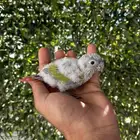 فروخ كنيور امريكان دايلوت غر صبغات واحجام جبارة