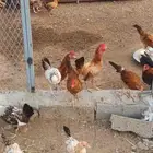دجاج بلدي للبيع