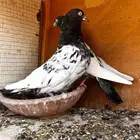 حمام باكستاني للبيع