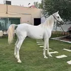 خيل