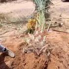نخيل مثمره صقعي مجدول برحي هلالي شيشي عجوه روثانه برني سلاطي