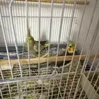 زوج كروان للبيع عدم البخس