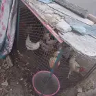 دجاج وديوك لوهمان للبيع مع الشبوك