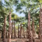 نخل واشنطونيا زينه امريكي ابو مروحه جميع المقاسات متوفره لدي