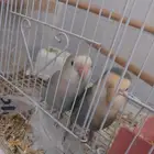 جوز روز اليف ومنتج شرط