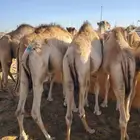 للبيع حشو صومالي مربي شهرين ووزن كبير