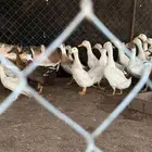 بط بكيني