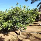 اشجار زيتون حسب مقاسات ازبون ونخيل وشنطن واشجار اخرا