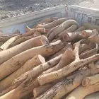 صندوق اللبيع