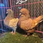 الموضوع   جوز مودينا العدد   4