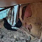 جوزين قطايف أبطال تب