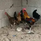 طقم دجاج عربي