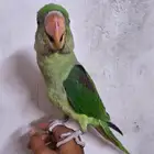 للبيع فرخ دره نيبالي بدايت هدد