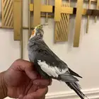 كروان اليف هدد