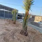 يوجد لدينا جميع انواع النخيل البيع توصيل لا جميع المنطق