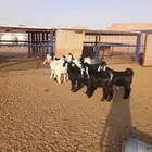 العدد 11 التيوس 8 والجفار 3