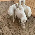 بهم تربيه رفيدي بلدي مهجن بحري انتاج مراح