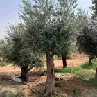 اشجار زيتون مثمر للبيع معمر مقصوص