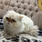 قطه هملايا للبيع