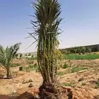 يوجد لدينا نخل طيب زينه وعربي علا جميع المقاسات