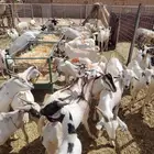للبيع تيوس وحاشي صومالي