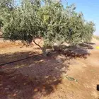 زيتون نيبالي مثمر وحمضيات