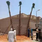 نخيل واشنطن زينه