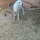 رخل رفيديه من انتاج مراح