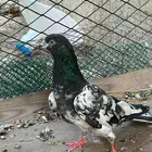 أنثى تيدي للبيع او بدل