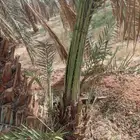 فسايل نخيل للبيع