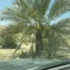 نخل واشنطنيا زينه